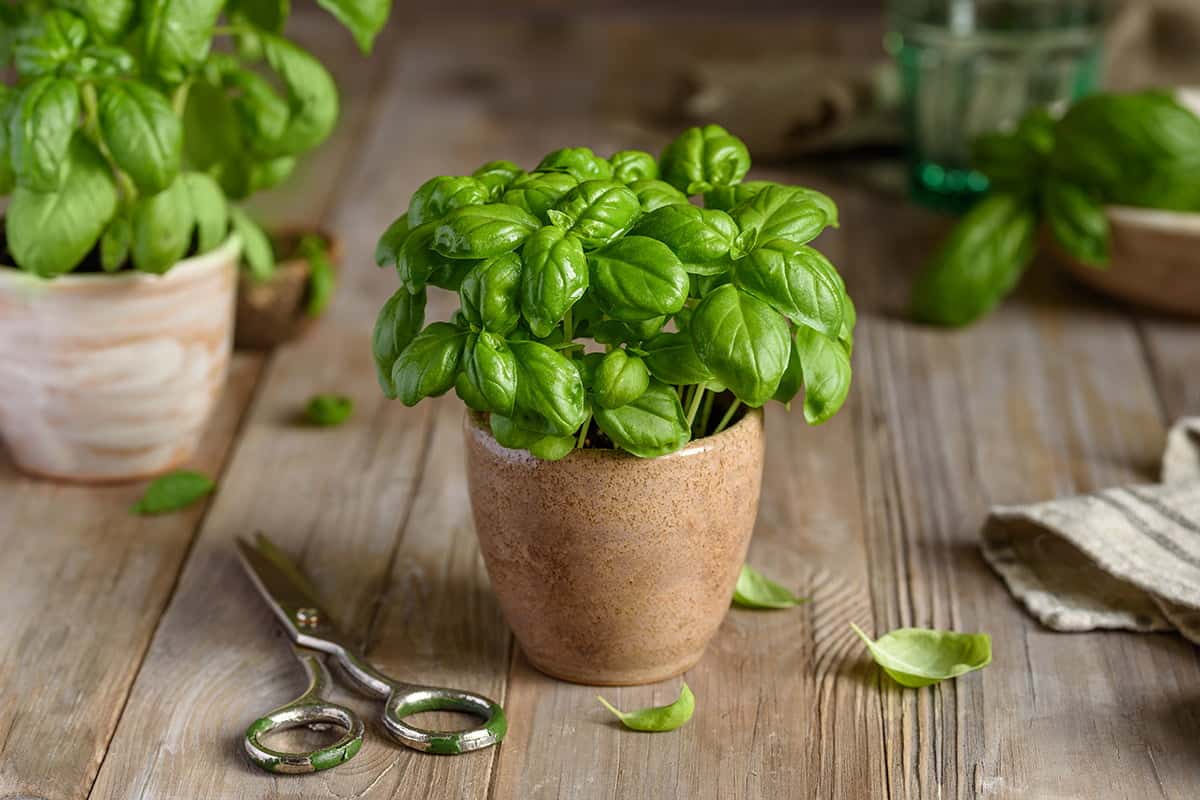 گلدان سفالی طرح ادمک؛ سنگین منافذ زیاد 2 رنگ نارنجی سبز