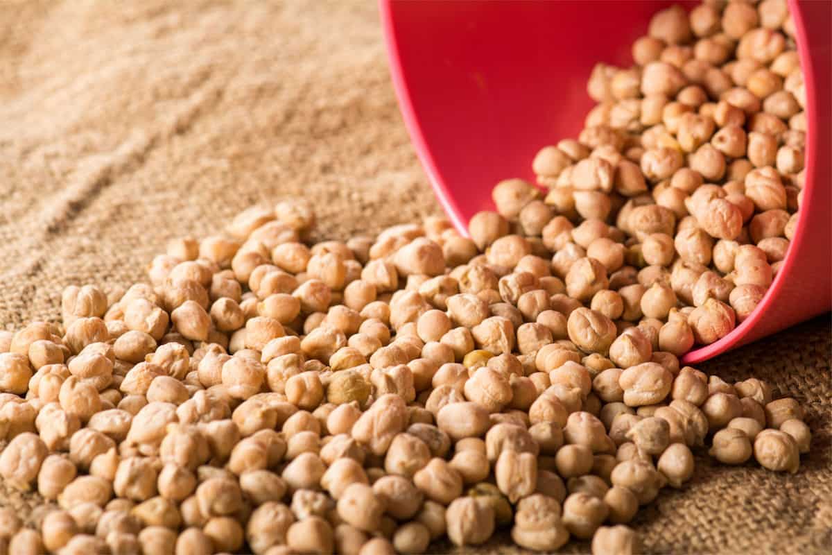 نخود معمولی؛ کرم فلافل آبگوشت ایران common peas