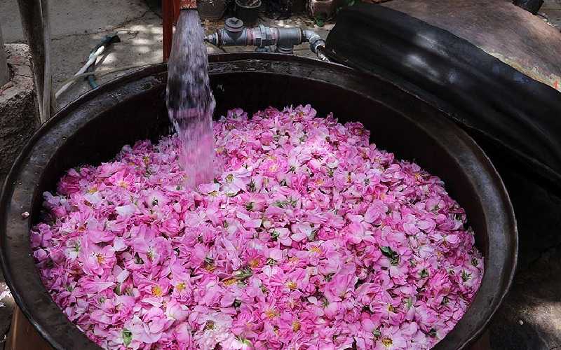 گلاب کاشان دو آتیشه؛ تقویت سیستم ایمنی بدن حاوی Antibiotics