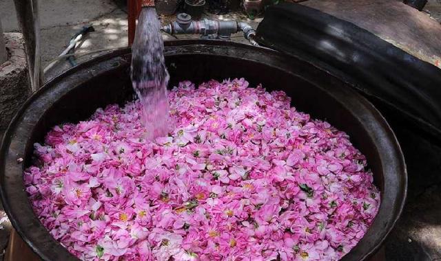 گلاب کاشان دو آتیشه؛ تقویت سیستم ایمنی بدن حاوی Antibiotics