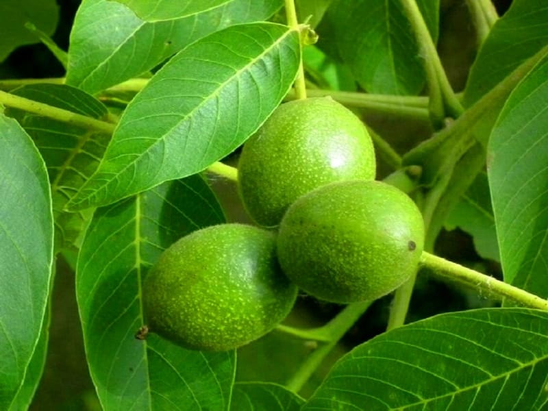 مغز گردو ایوب؛ ویتامین کلسیم آهن کاهش فشار خون صبحانه عصرانه