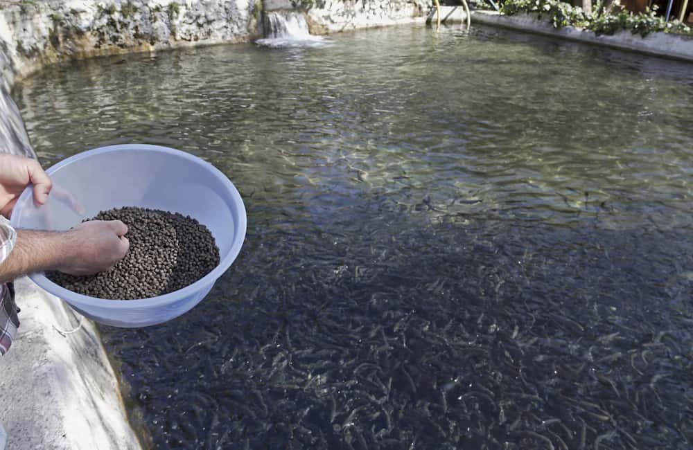 غذای شاه میگو؛ خشک زنده فریز شده منبع غنی اسید فولیک Protein