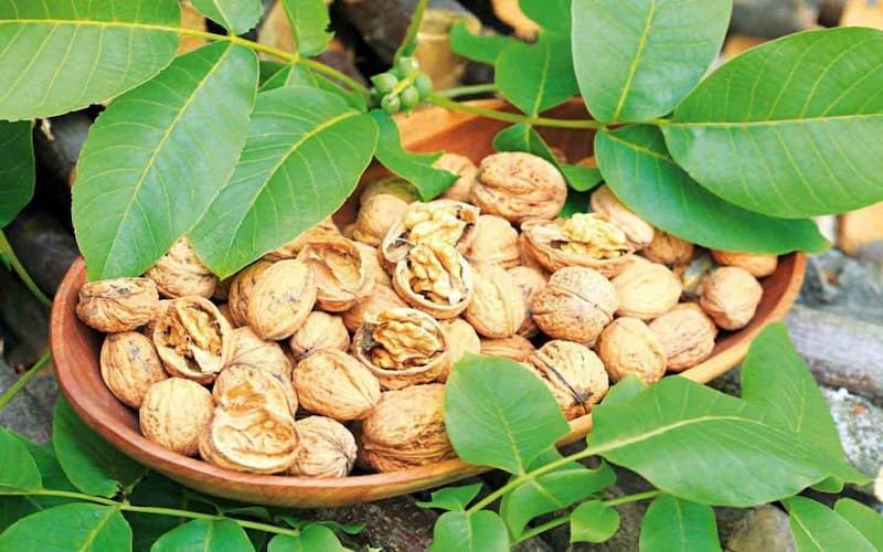 مغز گردو شکسته؛ فسفر کاهش التهاب بدن تولید محصولات آرایشی