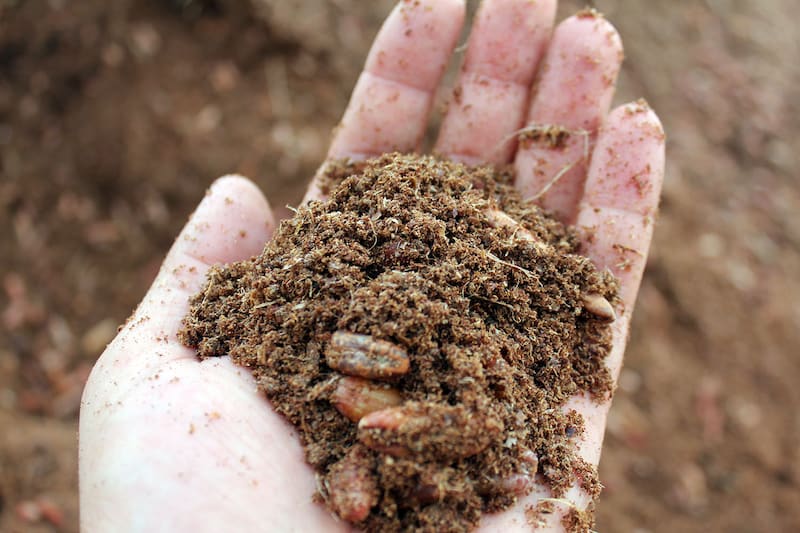 پودر هسته خرما خوراک دام؛ درمان بیماری انسانی هسته خرما رنگی روشن Date kernel