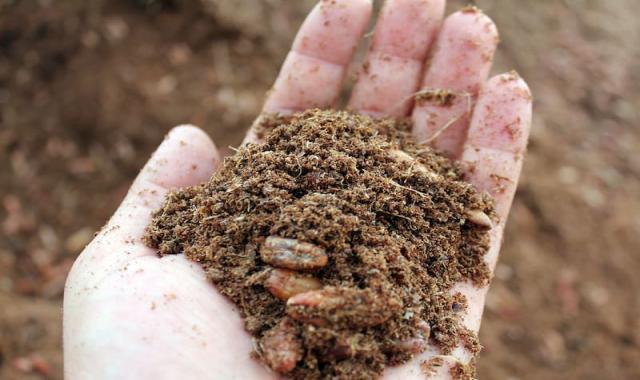 پودر هسته خرما خوراک دام؛ درمان بیماری انسانی هسته خرما رنگی روشن Date kernel