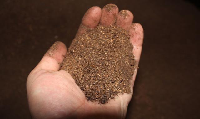 پودر هسته خرما دامی؛ پودر خوراکی جلوگیری مشکلات هضم بلع نرمی لطافت livestock