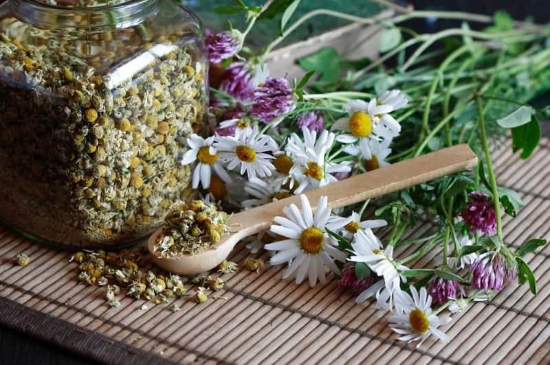 گیاهان دارویی صانعی؛ ارگانیک تازه طبع سرد گرم محل رشد جنوب شمال