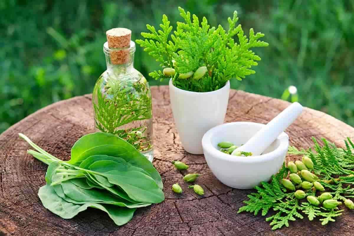 داروی گیاهی اعصاب؛ تازه خشک 3 نوع بهار نارنج اسطوخودوس گل گاو زبان