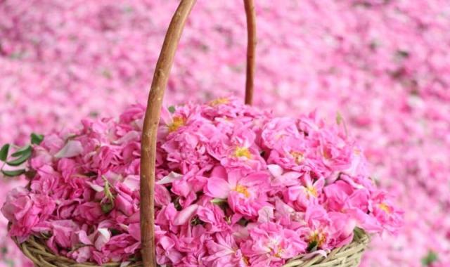 گلاب سی کیلو گل (عرقیجات) صنعتی سنتی عطر ناب رفع التهابات پوستی