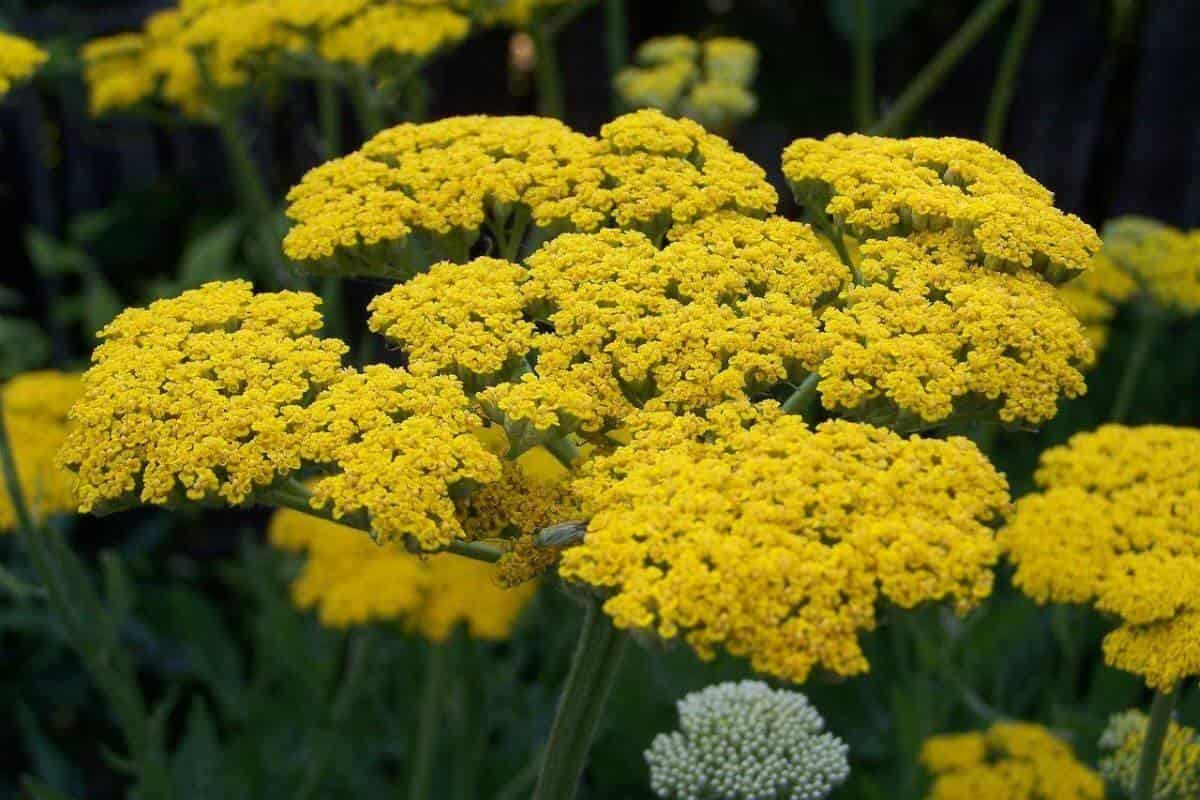 گیاه دارویی بومادران (فلفل سیاه پیر) دمنوش عرقیجات Antioxidants