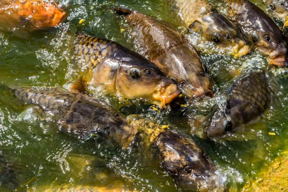 غذا ماهی قزل آلا؛ پودر روغن کنجاله 2 مدل تر خشک حاوی کلسیم iron