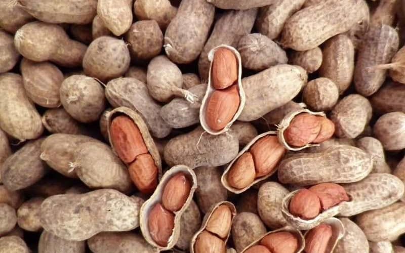 بادام زمینی آستانه اشرفیه؛ با پوست بدون پوست مغز درشت حاوی Vitamin