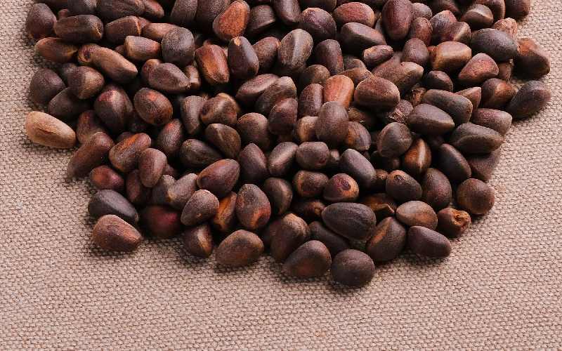 بذر پنبه خورشید؛ بیضی شکل باکیفیت مناسب هوای گرم خشک