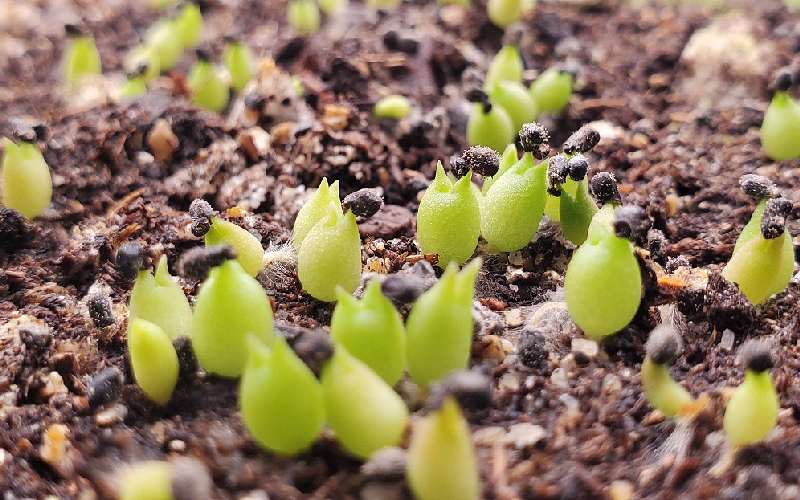 بذر کاکتوس؛ گیاه گلدار آبیاری کم 2 فصل کاشت بهار تابستان