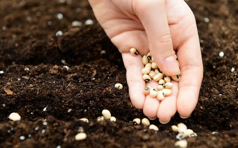 بذر کشاورزی؛ ذرت یونجه گندم غذای دام طیور Seed
