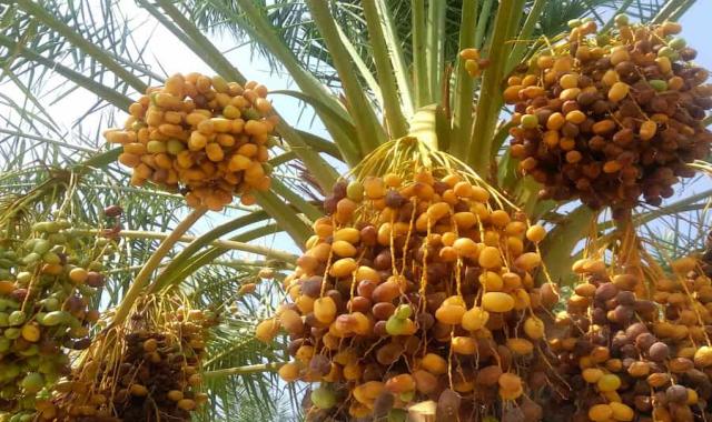 خرمای مرداسنگ 1401؛ ضد سرطان 3 املاح معدنی کلسیم آهن فیبر Mordaseng