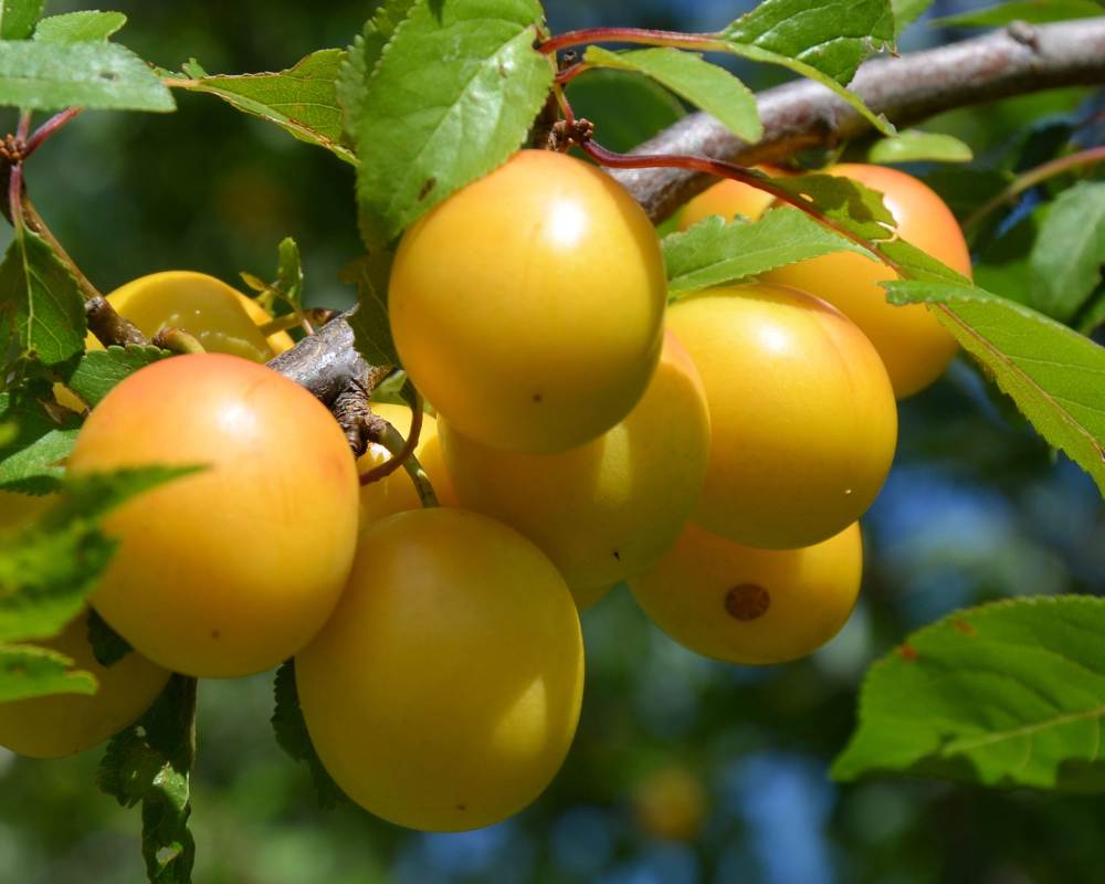 آلو بخارا در فسنجان (قطره طلا) بافت گوشتی آبدار 2 طعم ملس شیرین