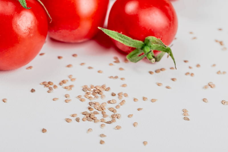 بذر گوجه؛ نورا نمارین روبی جگوار دارای ویتامین (A C E)