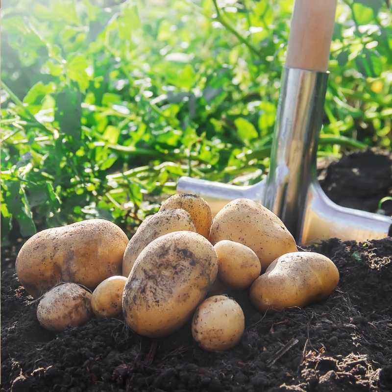 بذر سیب زمینی همدان؛ دانه درشت سازگاری بالا حاوی نشاسته