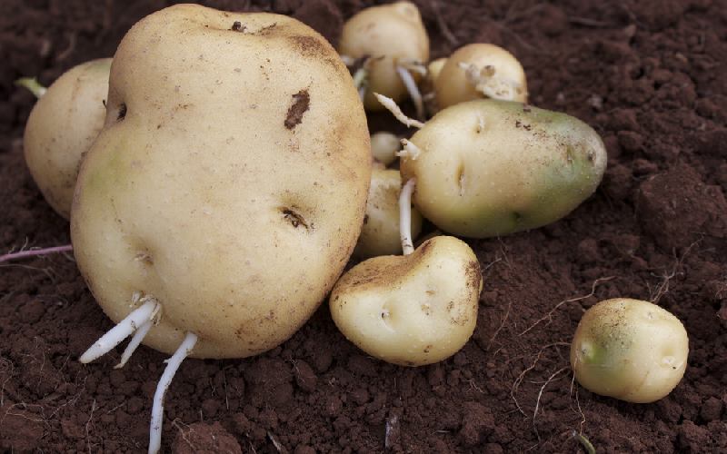 بذر سیب زمینی جلی؛ گوشتی رشد سریع گیاه مناسب آب هوا معتدل