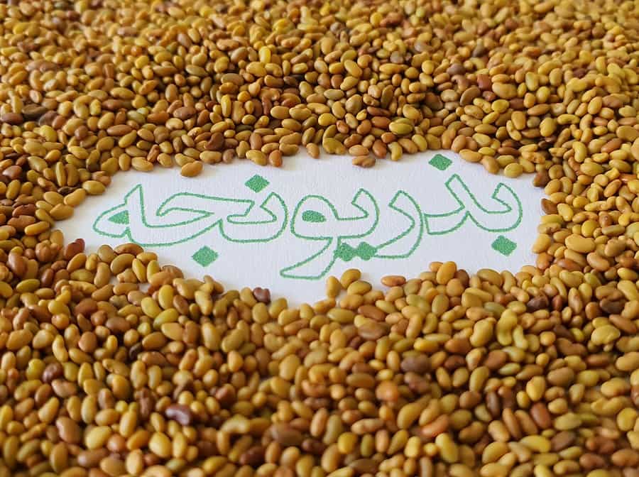 بذر یونجه درجه یک؛ خوراک دام داروهای طب سنتی درمان کم خونی