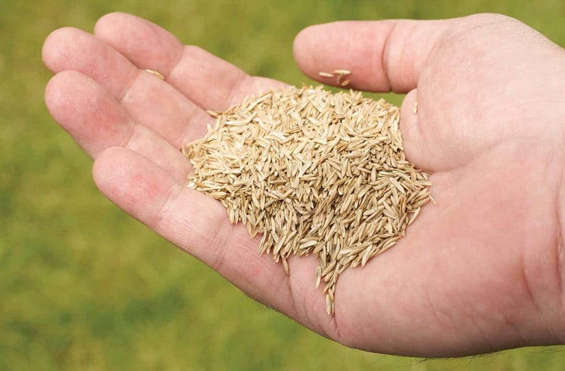 بذر چمن اسپرت؛ ترکیبی 2 نوع هلندی اروپایی رشد سریع