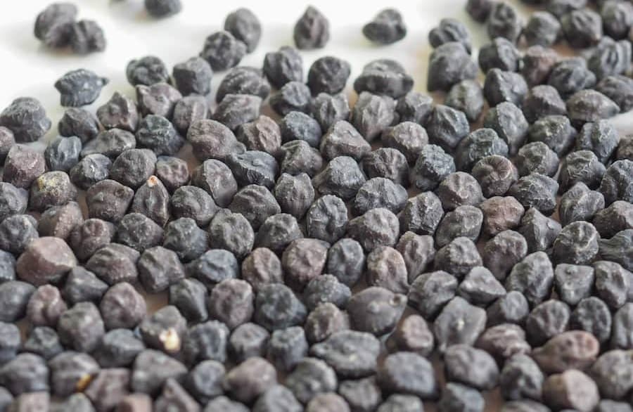 نخود مشکی؛ ارگانیک صاف یکدست حاوی آهن تولید کشور Ethiopia