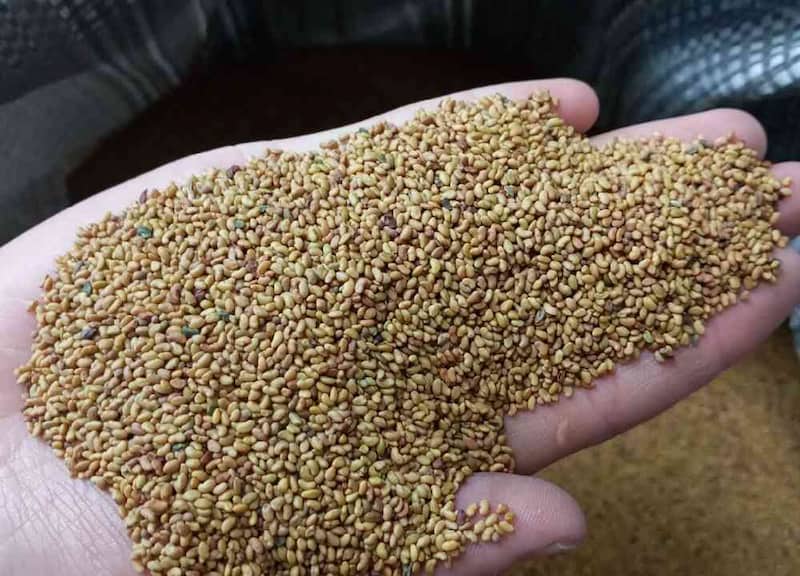 بذر یونجه همدان؛ نیاز آبیاری زیاد سرما دوست طبع گرم