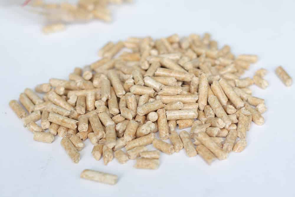 بذر قارچ؛ صدفی دکمه ای (شفاف سفید) تولید روی دانه گندم استریل