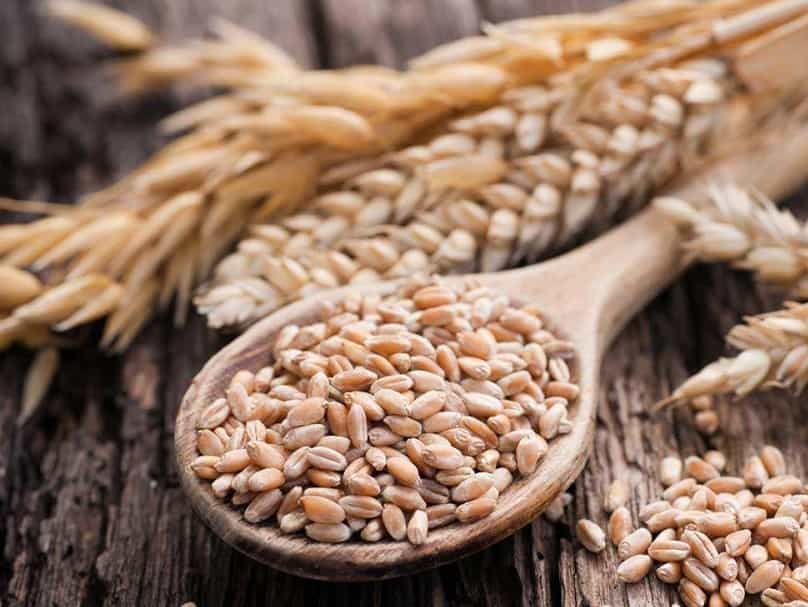 بذر جو؛ حاوی کلسیم آهن منیزیم درمان پوکی استخوان دیابت