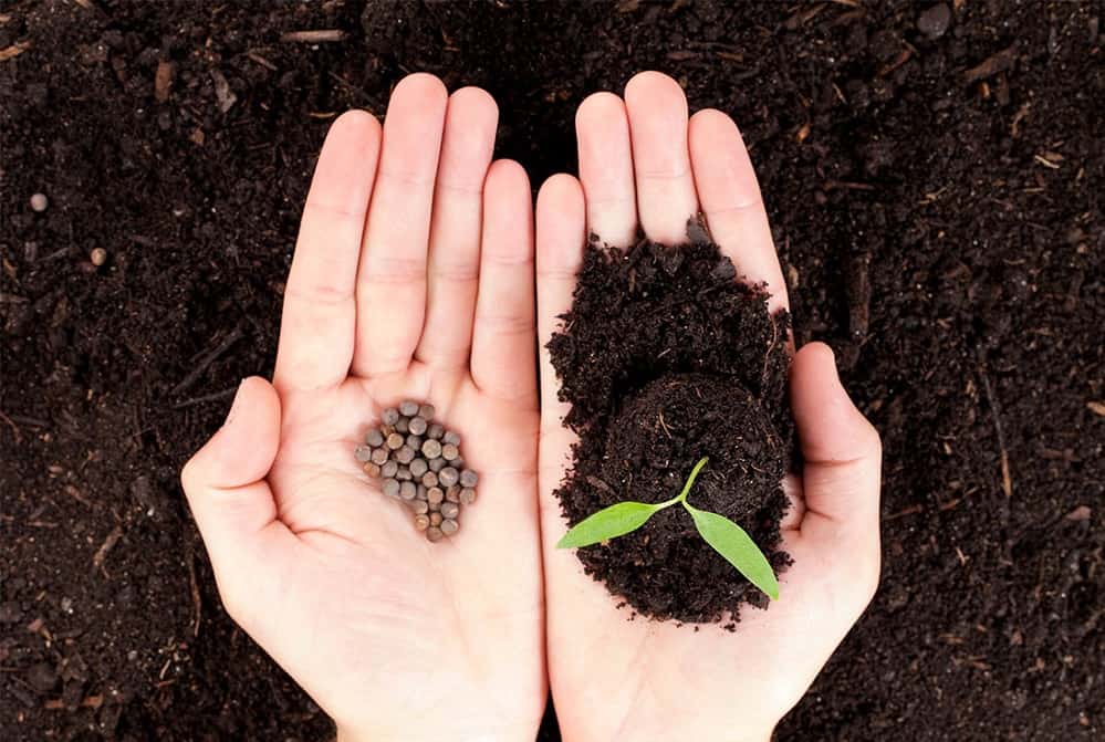 بذر گیاهان زینتی؛ ارزان درآمد زایی پرورش (باغچه گلدان) آب نور کافی