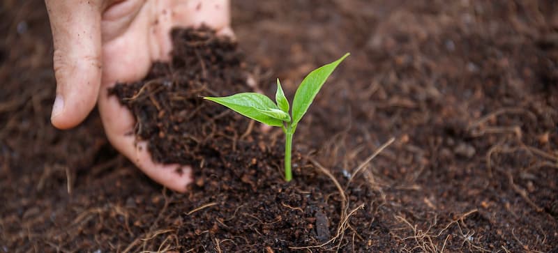 شربت گل بنفشه مرکب؛ تند گل ختمی به دانه طبع سرد درمان سرفه