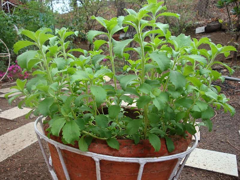 استویا مازندران (برگ شیرین) خشک تازه ارگانیک کشت North