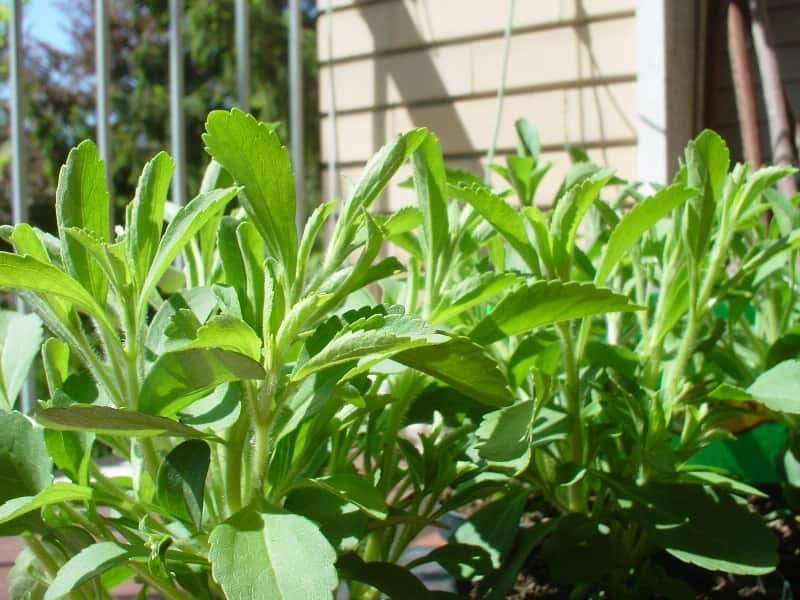 استویا فیروزآباد (شکر برگ) مقاومت بالا مناسب ورزشکاران دیابتی Firozabad