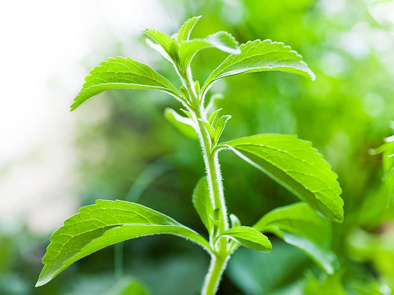 استویا قزوین؛ قند طبیعی 3 کاربرد (غذا شیرینی نوشیدنی) ویتامین A