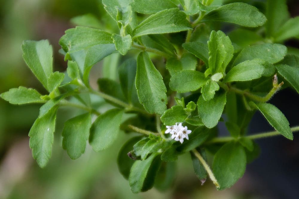 استویا تبیان؛ جامد مایع فاقد کالری آنتی اکسیدان پروتئین ویتامین C