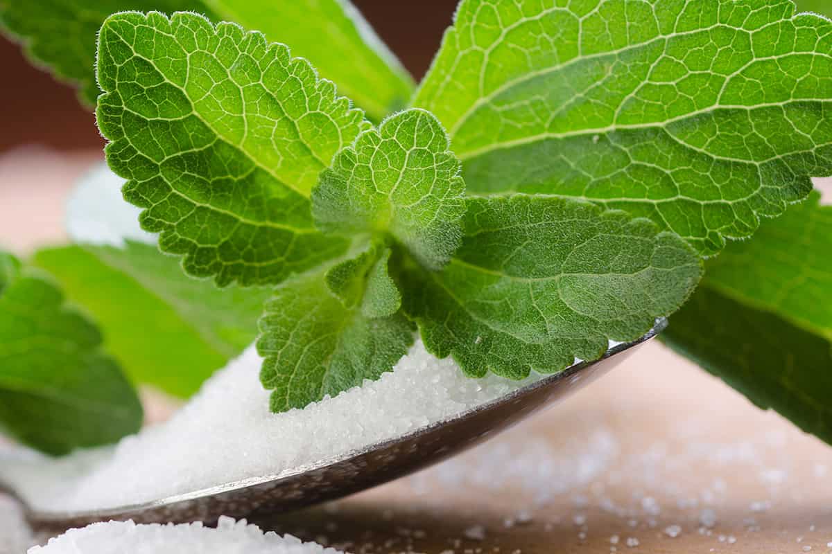 استویا خالص (برگ عسلی) پودر سفید شیرین کننده جایگزین شکر تولید India