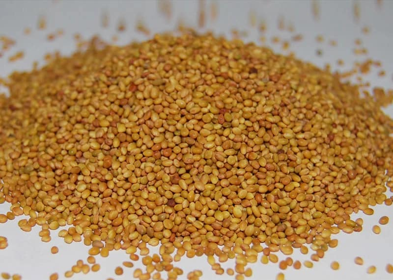 بذر یونجه همدان؛ تهیه دمنوش عرقیجات کود سبز بسته بندی کیسه ای