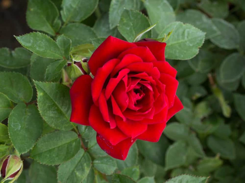 قلمه گل رز رونده؛ سبز روشن بهاره (15 20) سانتی متر زهکشی مناسب