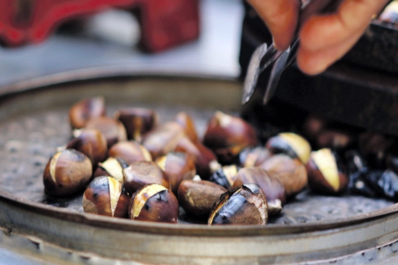 میوه بلوط شمال؛ شبیه فندق قهوه ای درمان عفونت زنان fibr