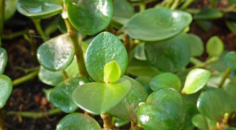 قلمه گل قاشقی؛ گوشتی قلبی 2 رنگ سبز کرمی معتدل مرطوب Spoon