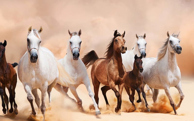 اسب لرستان خرسان؛ سوارکاری مسابقه رنگ (سیاه سفید قهوه ای)