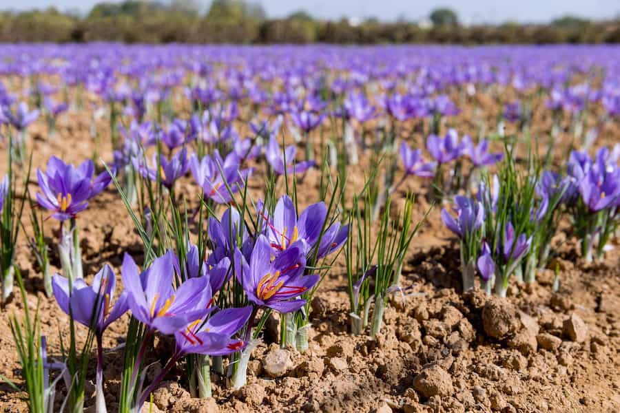 زعفران شبه نگین؛ کروسین زعفران پوشال زرد Semi precious