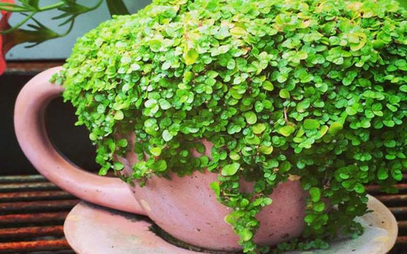 بذر گیاه چمن عروس؛ گل آپارتمانی رنگ سبز ارتفاع کم