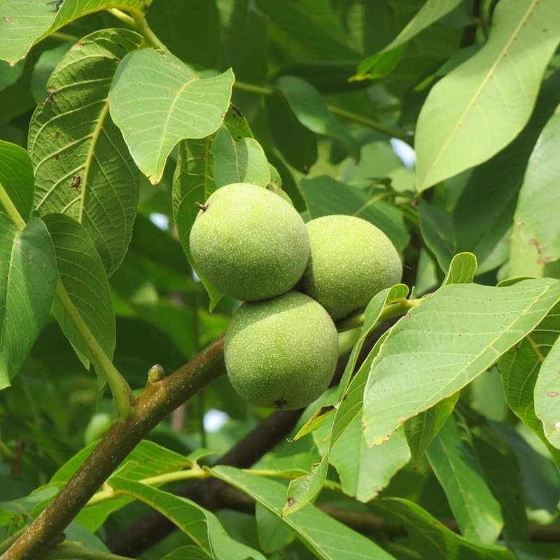 گردو فرنور دیرگل؛ پوست دار بدون پوست نازک سفید walnut