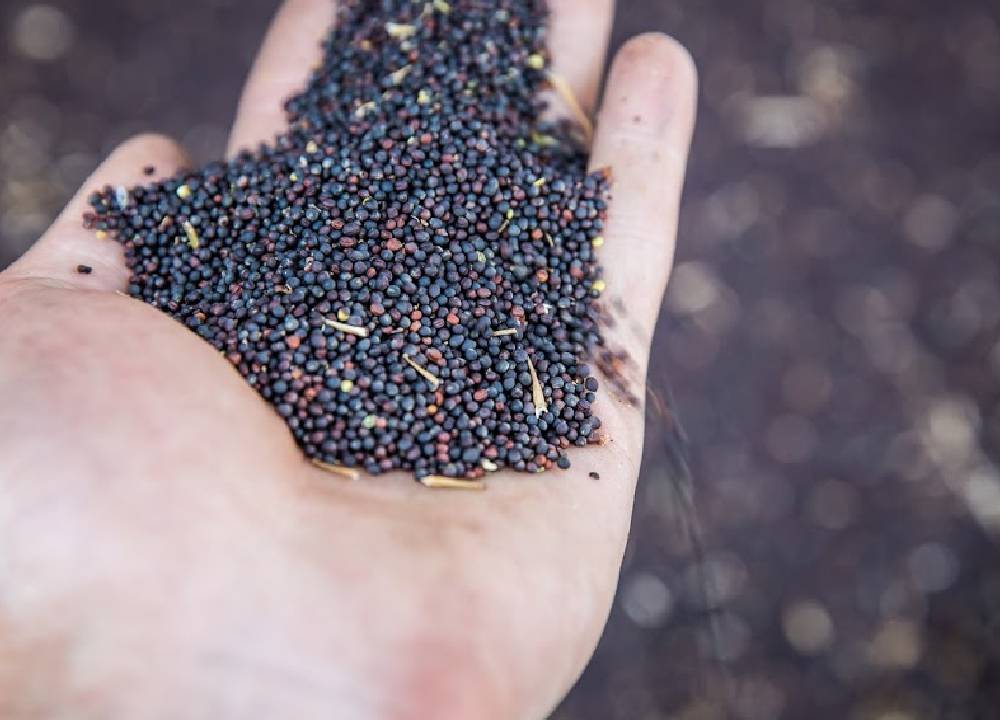 بذر کلزا؛ دانه روغنی ریز درشت درجه 1 نمونه ایرانی خارجی