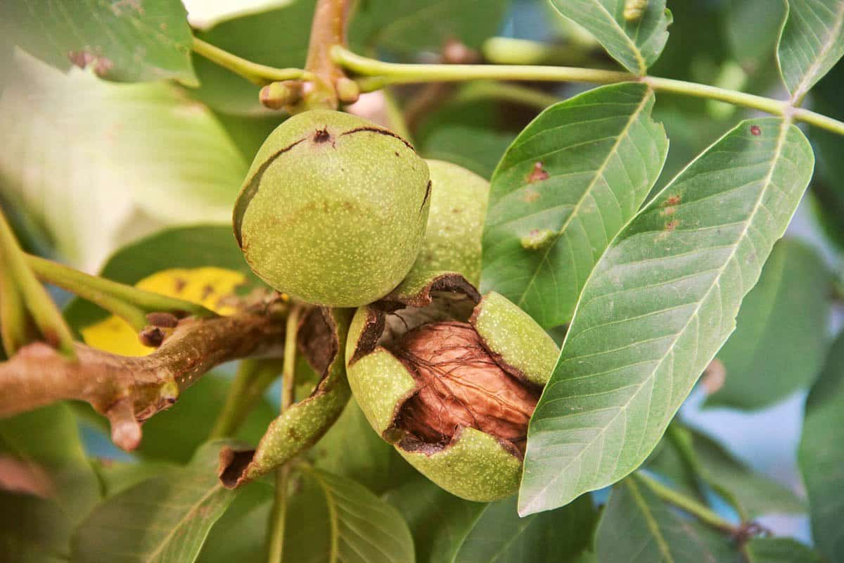 گردو سبز تویسرکان؛ انرژی زا ضد سرطان آهن فسفر منیزیم (فله ای)