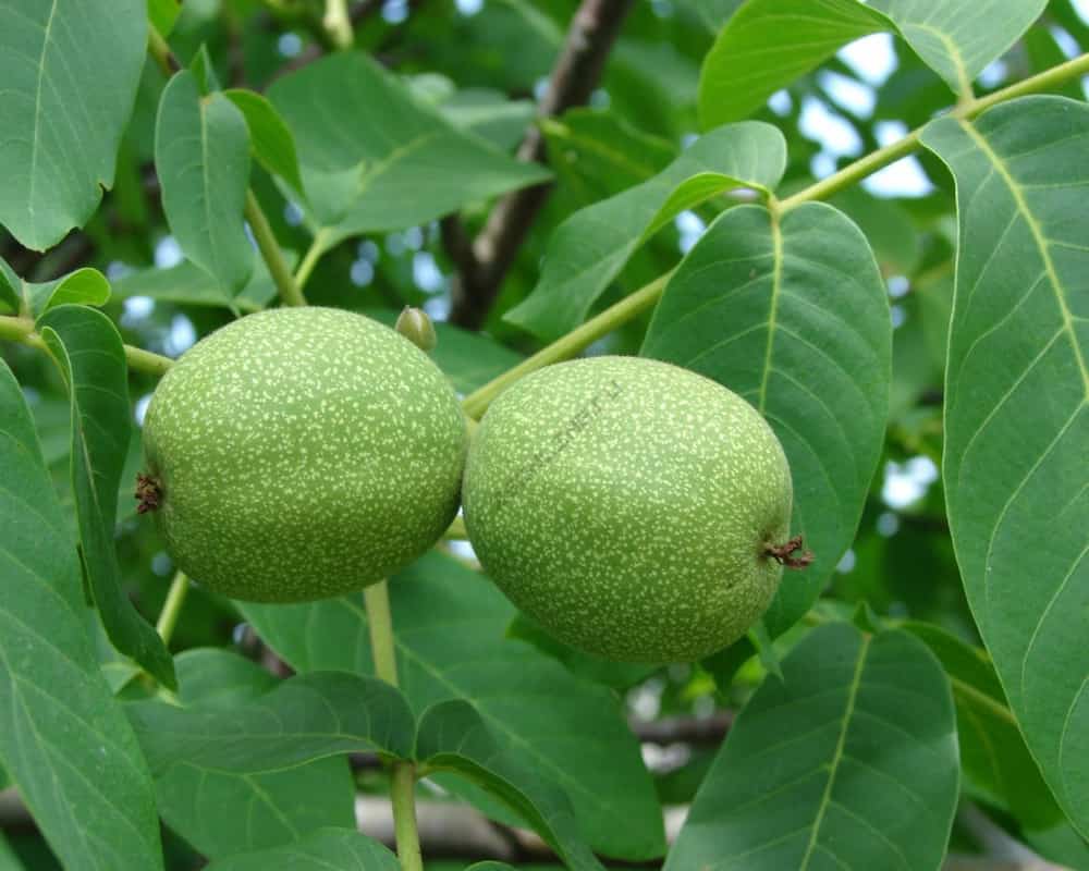 گردو چندلر؛ گردوسوزنی پوست روشن قهوه ای Chandler Walnut