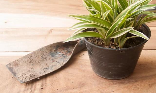 گلدان پلاستیکی سایز 14؛ مقاوم مناسب کاشت نشا قلمه ارتفاع 15 سانتی متر