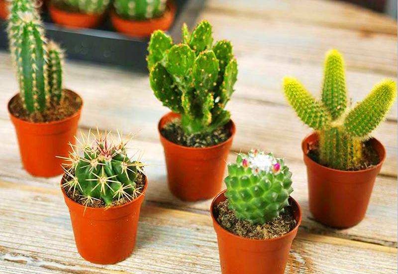 گلدان پلاستیکی بند انگشتی؛ منعطف کوچک (قرمز آبی سبز) نگهداری کاکتوس